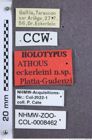 Etikette zu Athous (Orthathous) eckerleini (Platia & Gudenzi, 2000) (NHMW-ZOO-COL-0008462)